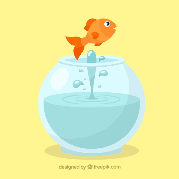 626x626 Goldfish Vectors, Photos And Psd Files Free Download