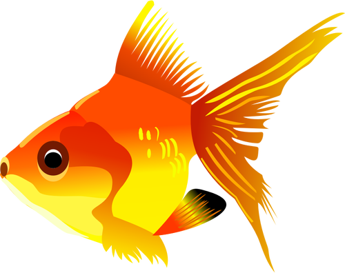500x396 Goldfish Vector Drawing Public Domain Vectors