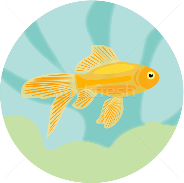 600x599 Aquarium Fishes Highly Detailed Illustration Of Goldfish. Vector
