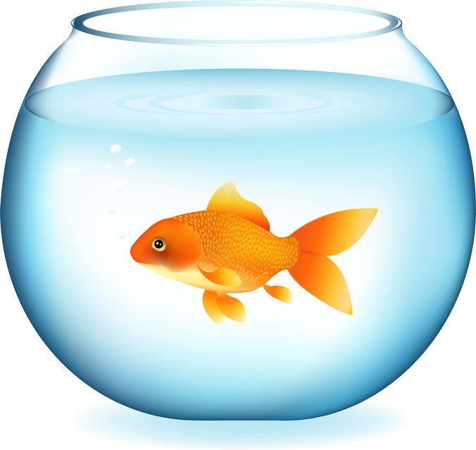 676x638 Free Goldfish Vector 2 Psd Files, Vectors Amp Graphics