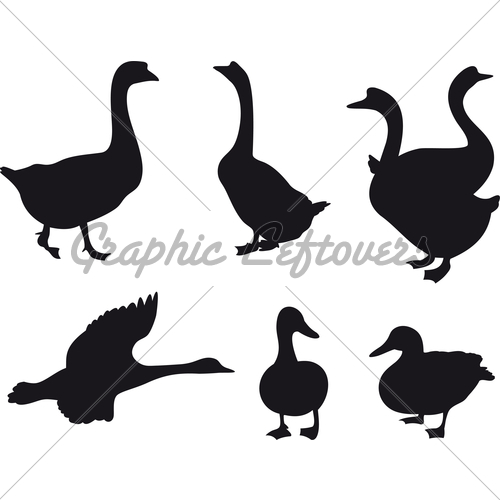 500x500 Duck And Goose Vector Gl Stock Images