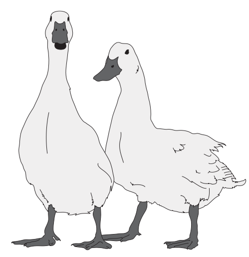 499x514 Goose Vector Frpic