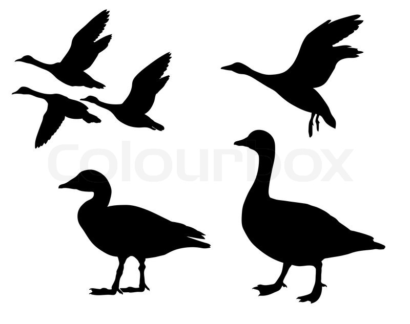 800x633 Vector Silhouette Geese On White Background Stock Vector Colourbox