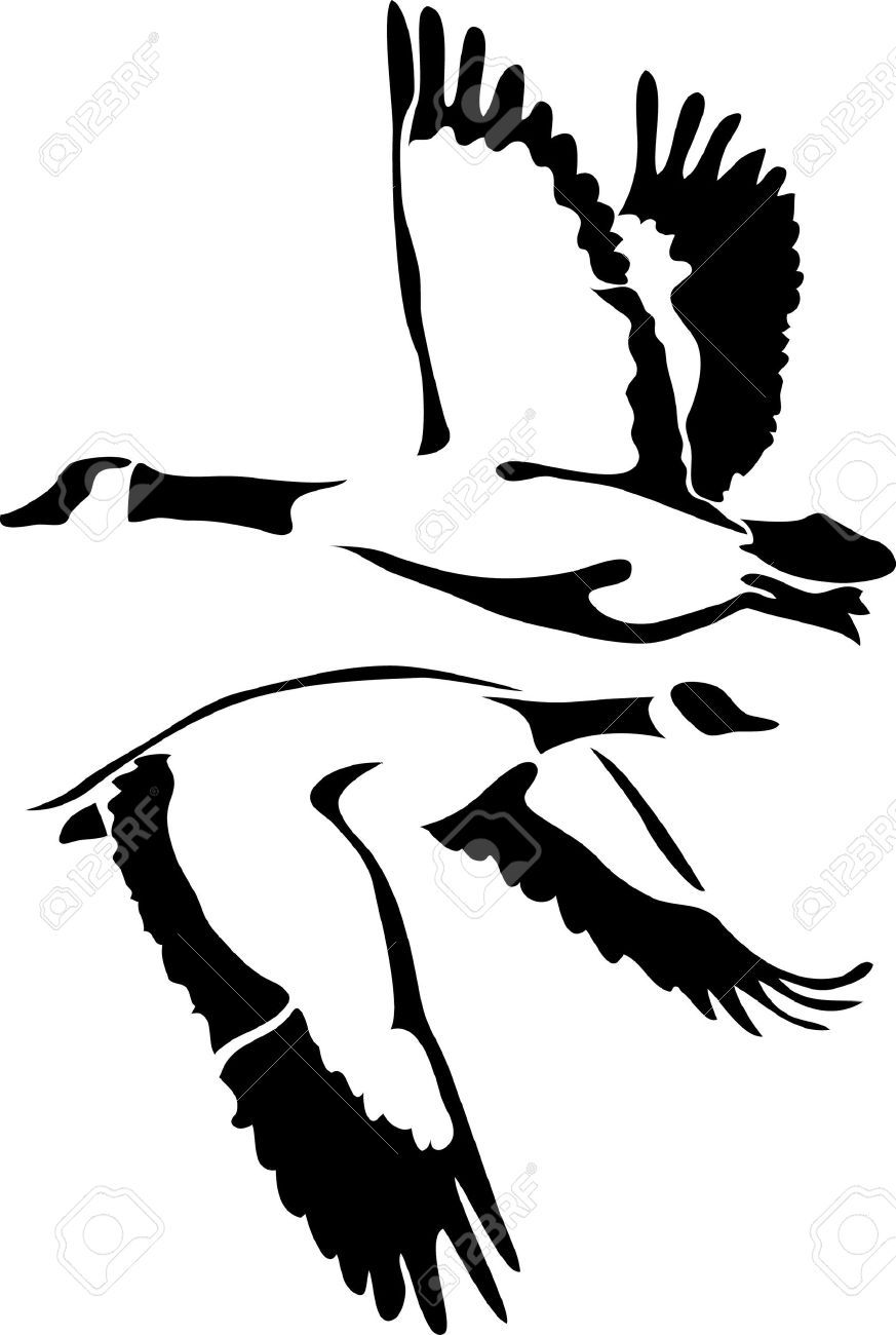 873x1300 Goose Line Drawing Vector