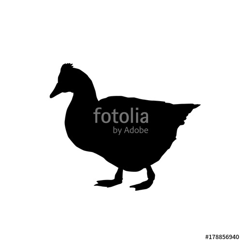 500x500 Goose Vector Silhouette Stock Image And Royalty Free Vector Files