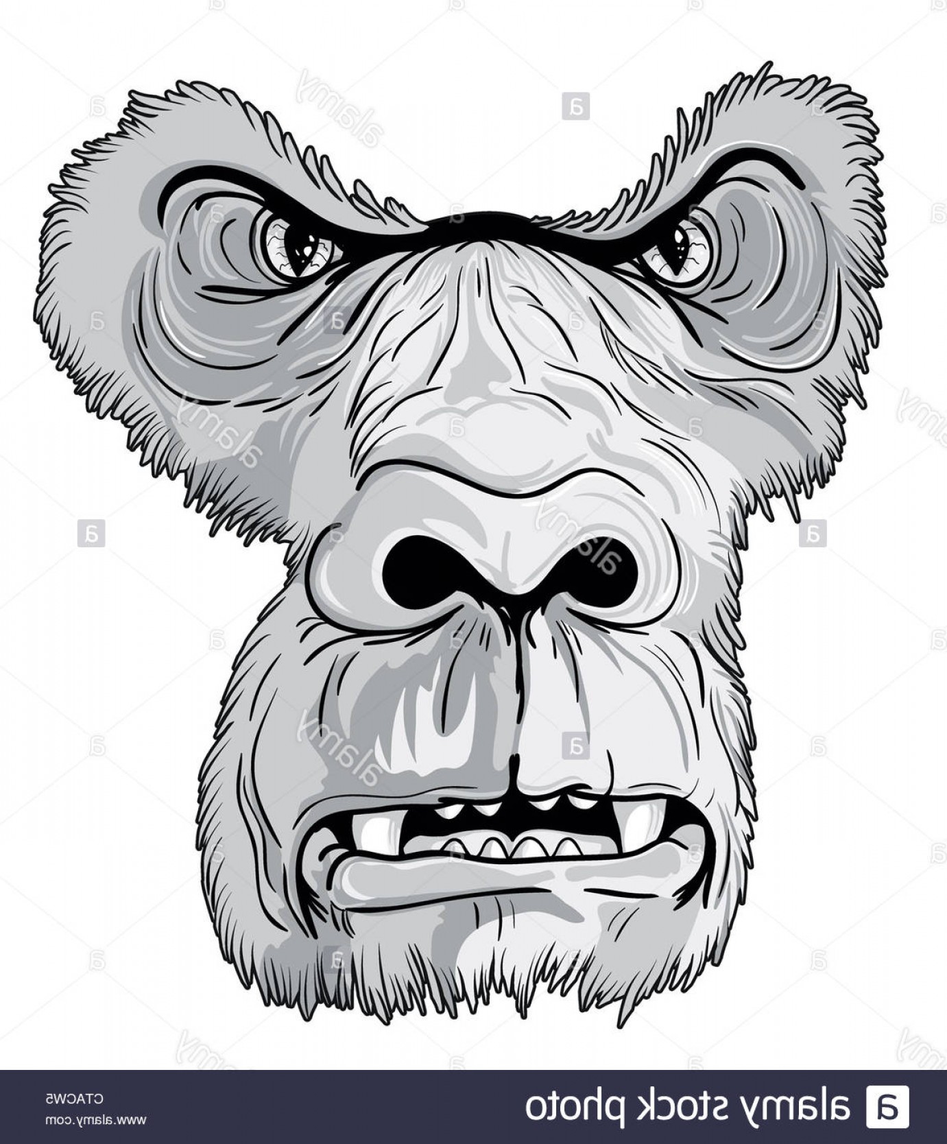 1381x1668 Stock Photo Vector Vintage T Shirt Design With Gorilla Face Arenawp