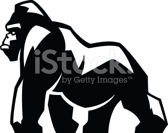 556x441 Gorilla Illustration Illustrations Vector Art