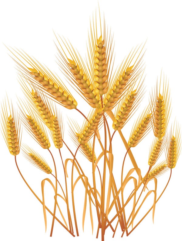 600x797 Grains Clipart Yellow Wheat ~ Frames ~ Illustrations ~ Hd Images