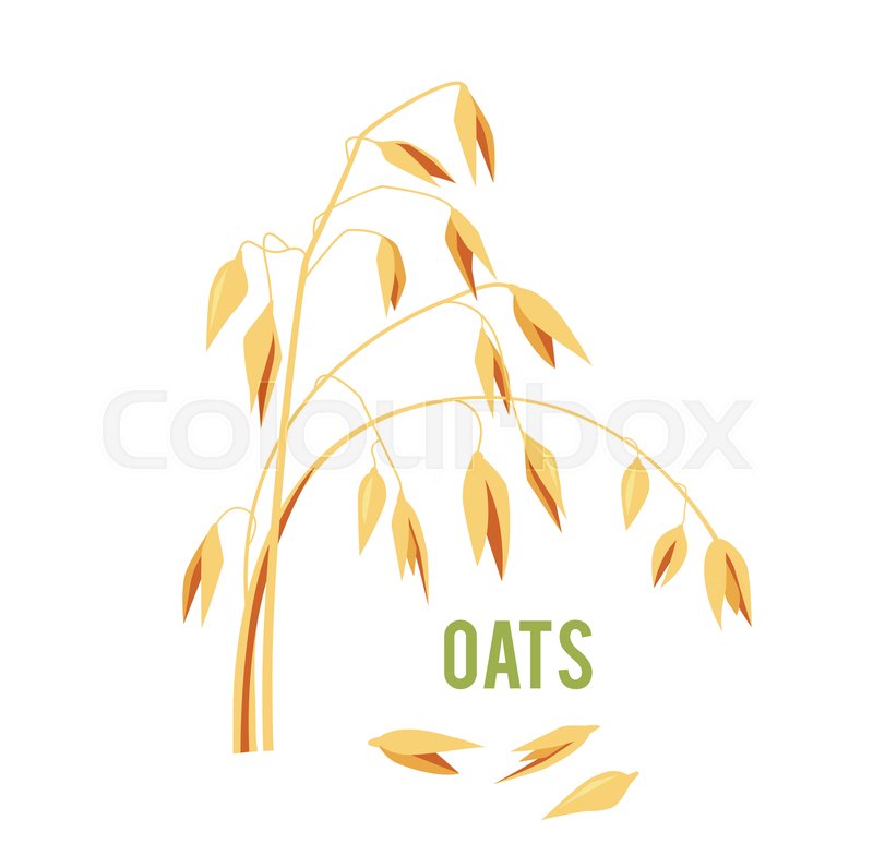 800x785 Oats Cereals Grain. Vector Illustration Isolated On White