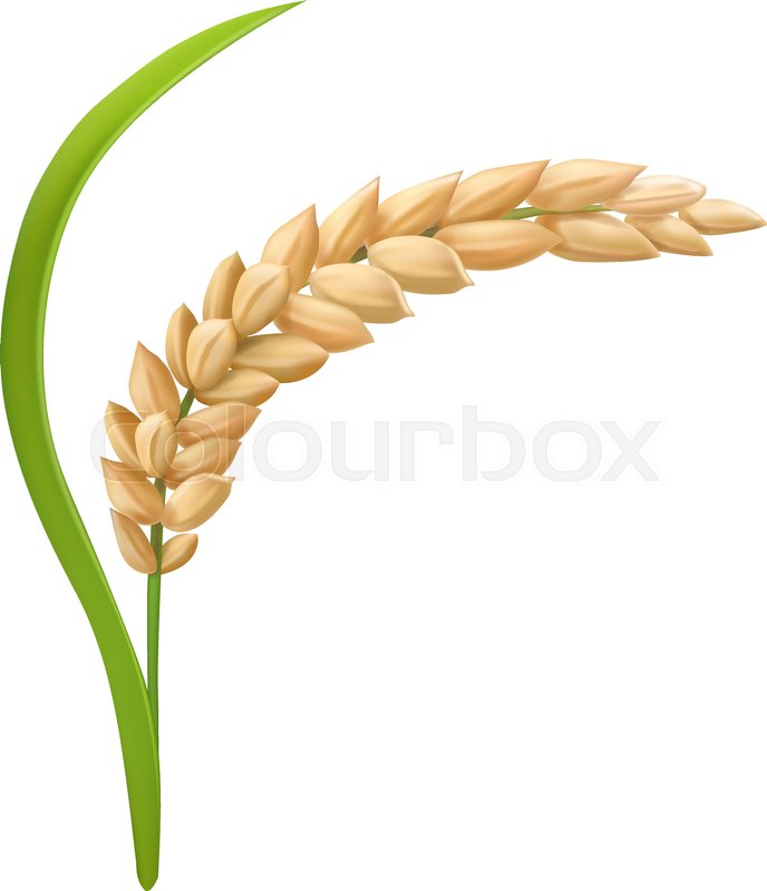 688x800 Rice Realistic Spikelets With Grains. Vector Illustration. Stock