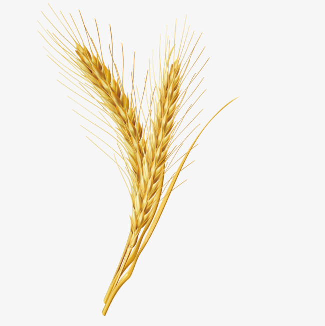 650x651 Vector Wheat Grains, Seed, Cereals, Grains Png And Vector For Free