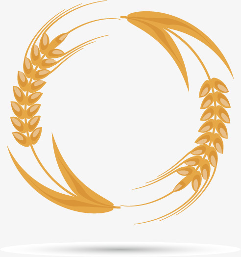 492x524 Wheat Grain Png, Vectors, Psd, And Clipart For Free Download Pngtree