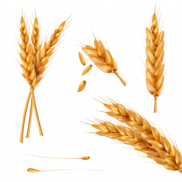 626x626 Wheat Grain Vectors, Photos And Psd Files Free Download
