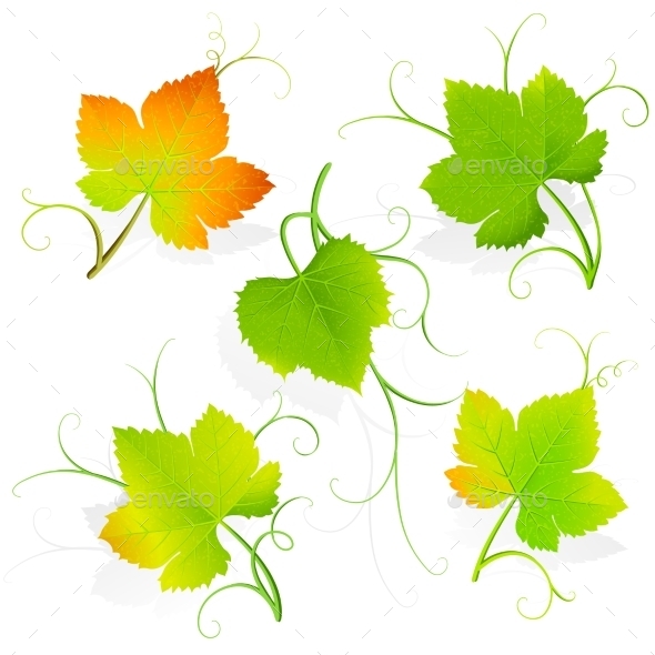 590x590 Grape Leaves. Vector By Baks