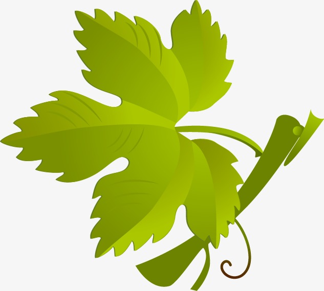 633x569 Painted Green Grape Leaf Elements, Green Vector, Grape Vector