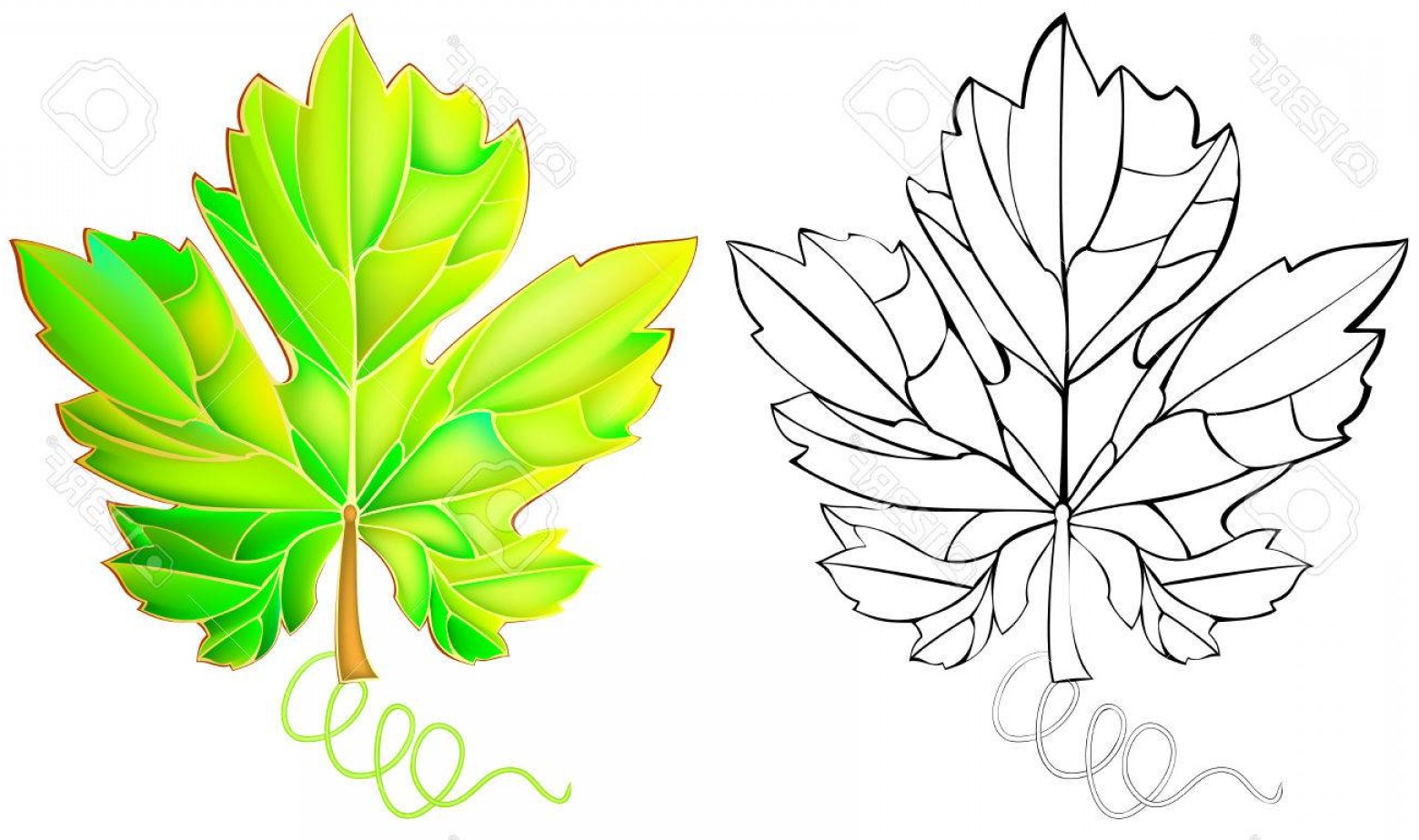 1560x924 Photostock Vector Colorful And Black And White Pattern Grape Leaf