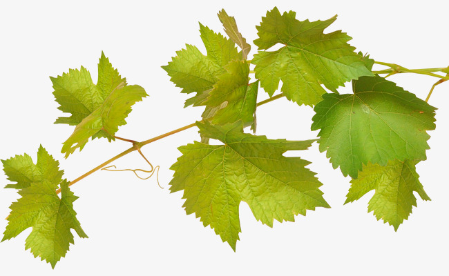650x400 Vector Grape Leaves, Grape Leaves, Green, Vector Material Png And