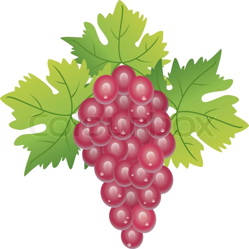 799x800 Vector Grape Cluster And Green Leaves Stock Vector Colourbox