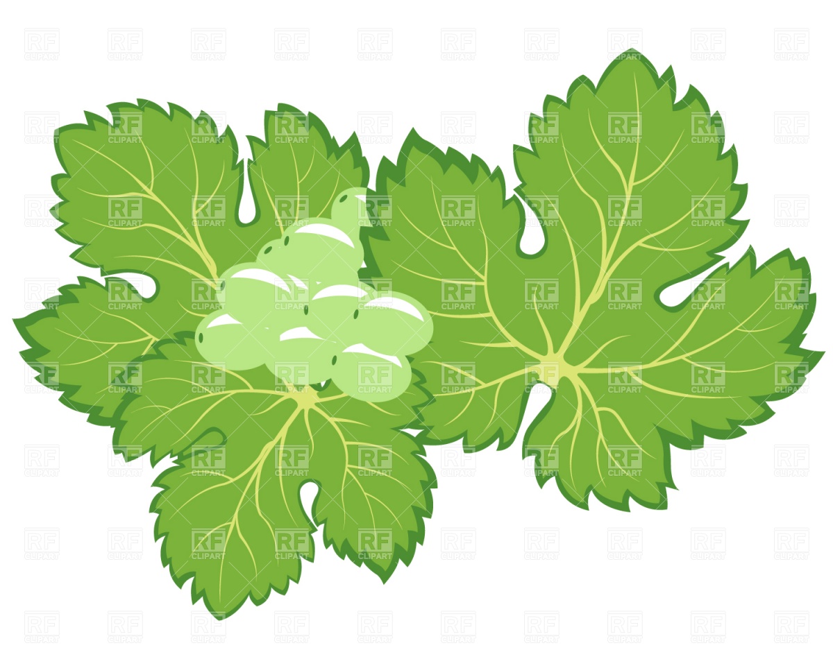 1200x960 Bunch Of Grapes With Leaves Vector Image Vector Artwork Of