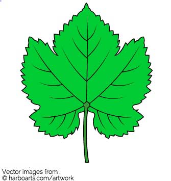 335x355 Download Wine Leaf