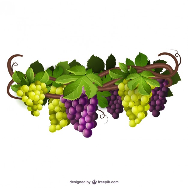 626x626 Grape Vectors, Photos And Psd Files Free Download