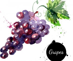 280x235 Grapes Vector