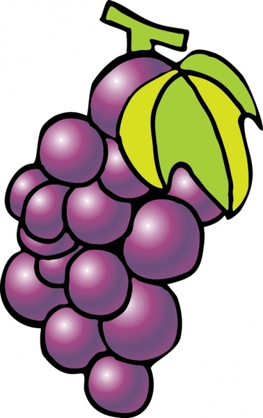378x600 Grapes Vector Free Vector In Adobe Illustrator Ai ( .ai ) Vector