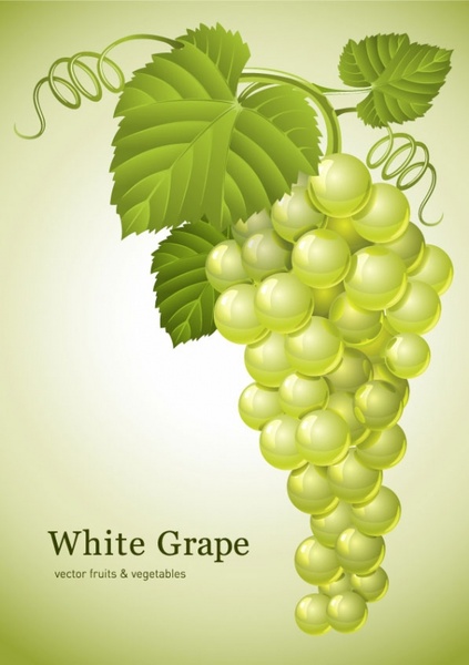 423x600 Green Grapes Vector Free Vector In Encapsulated Postscript Eps