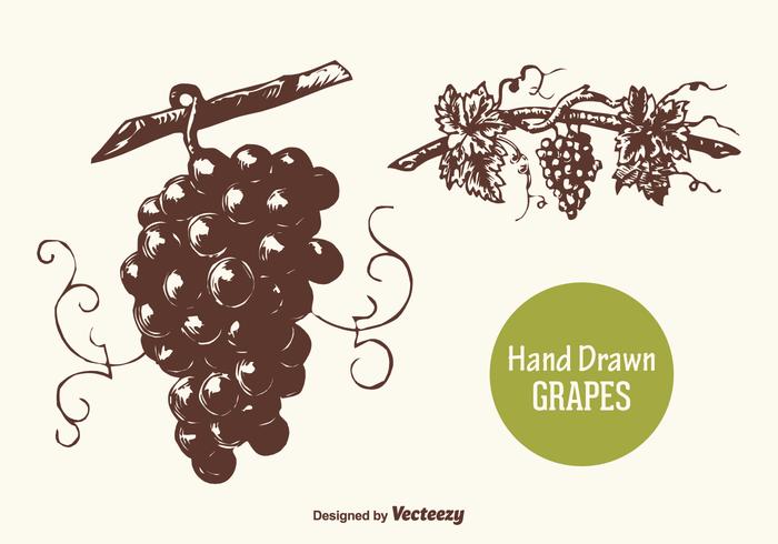700x490 Hand Drawn Grapes Vector