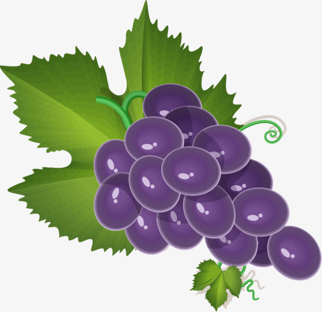 650x629 Png Grapes Vector Material, Vector, Vector Material, Vector Grapes