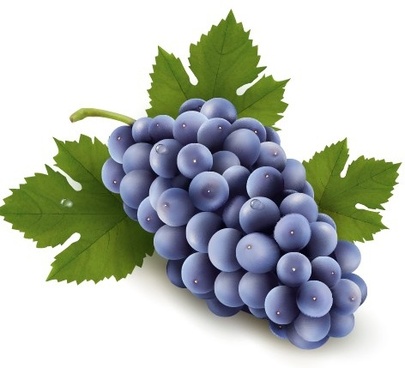 405x368 Purple Grape Vectors Free Vector Download (1,544 Free Vector) For