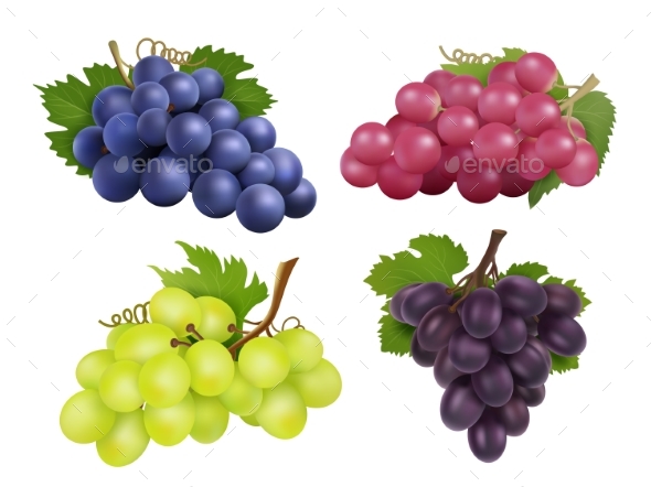 590x442 Realistic Grapes. Vector Set Of Various Grape By Onyxprj
