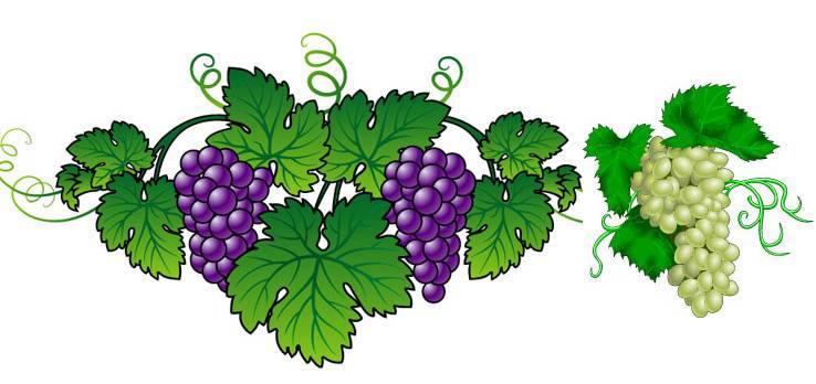 738x348 Vector Grape Vector Biology Free Vector Download