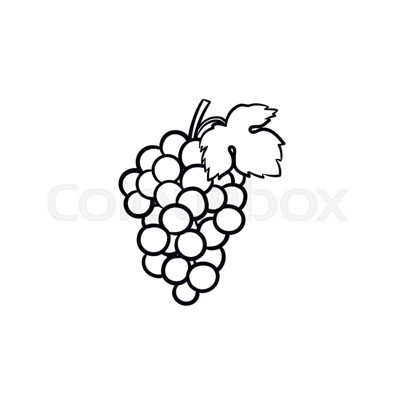 800x800 Bunch Of Grapes Vector Hand Drawn Outline Doodle Icon. Grape