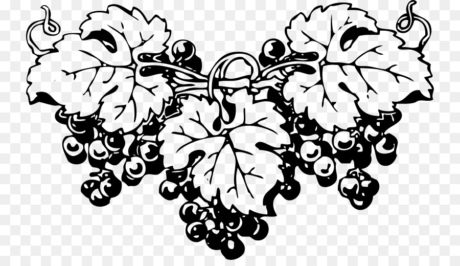 900x520 Common Grape Vine Wine Bacchus Grappa