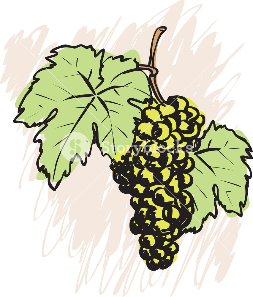852x1000 Grape. Vector Sketch. Royalty Free Stock Image