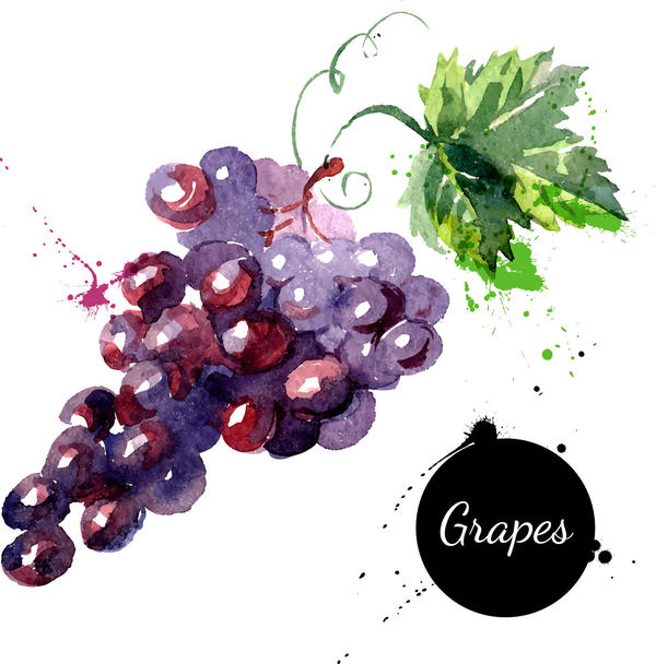 600x608 Grunge Watercolor Grapes Vector Free Download