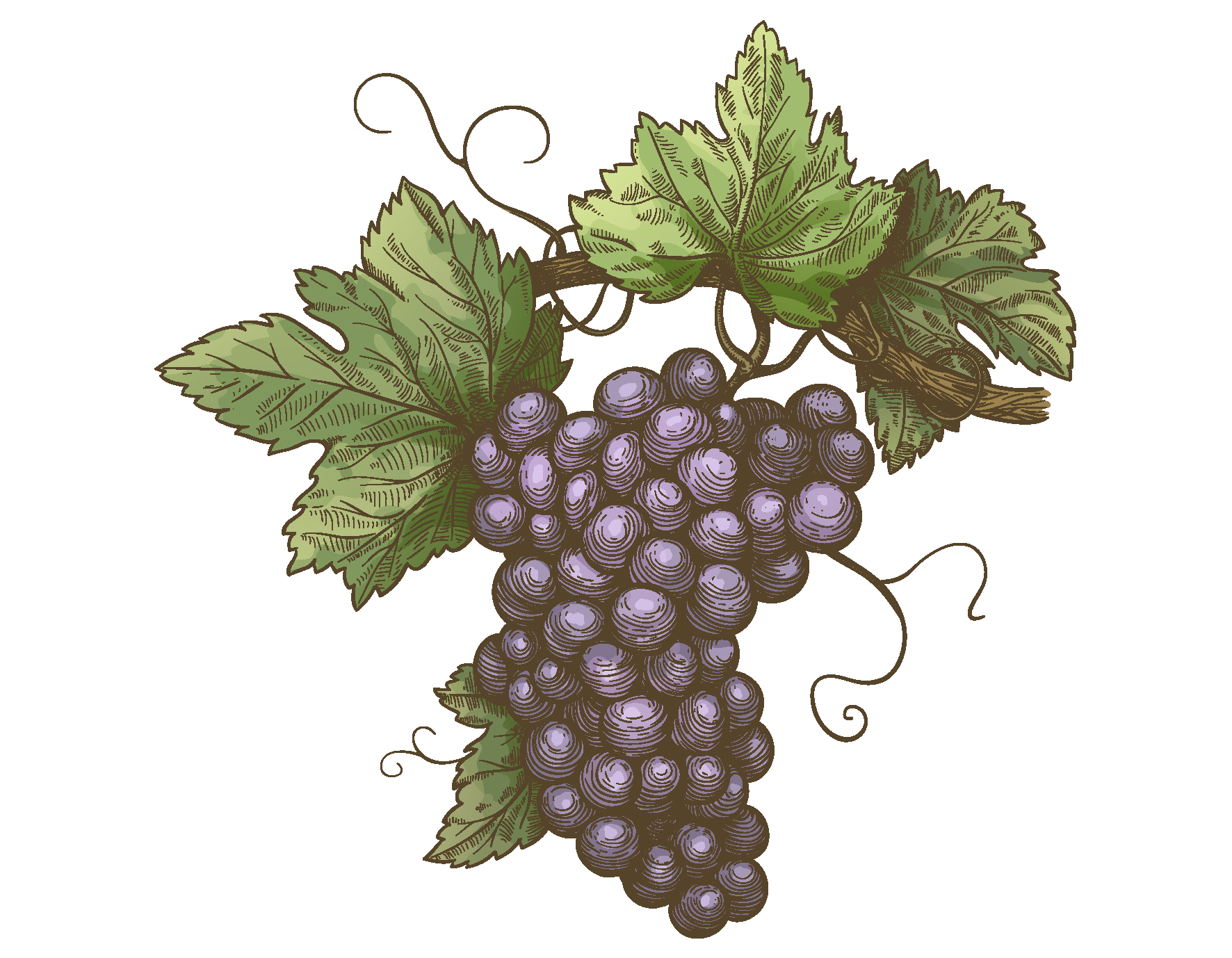 1772x1378 Cartoon Grape Vector Elements Free Download Ai Files