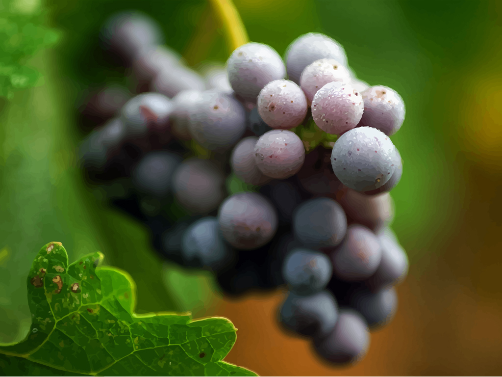 1024x768 Red Grapes Vector Art Amp Graphics