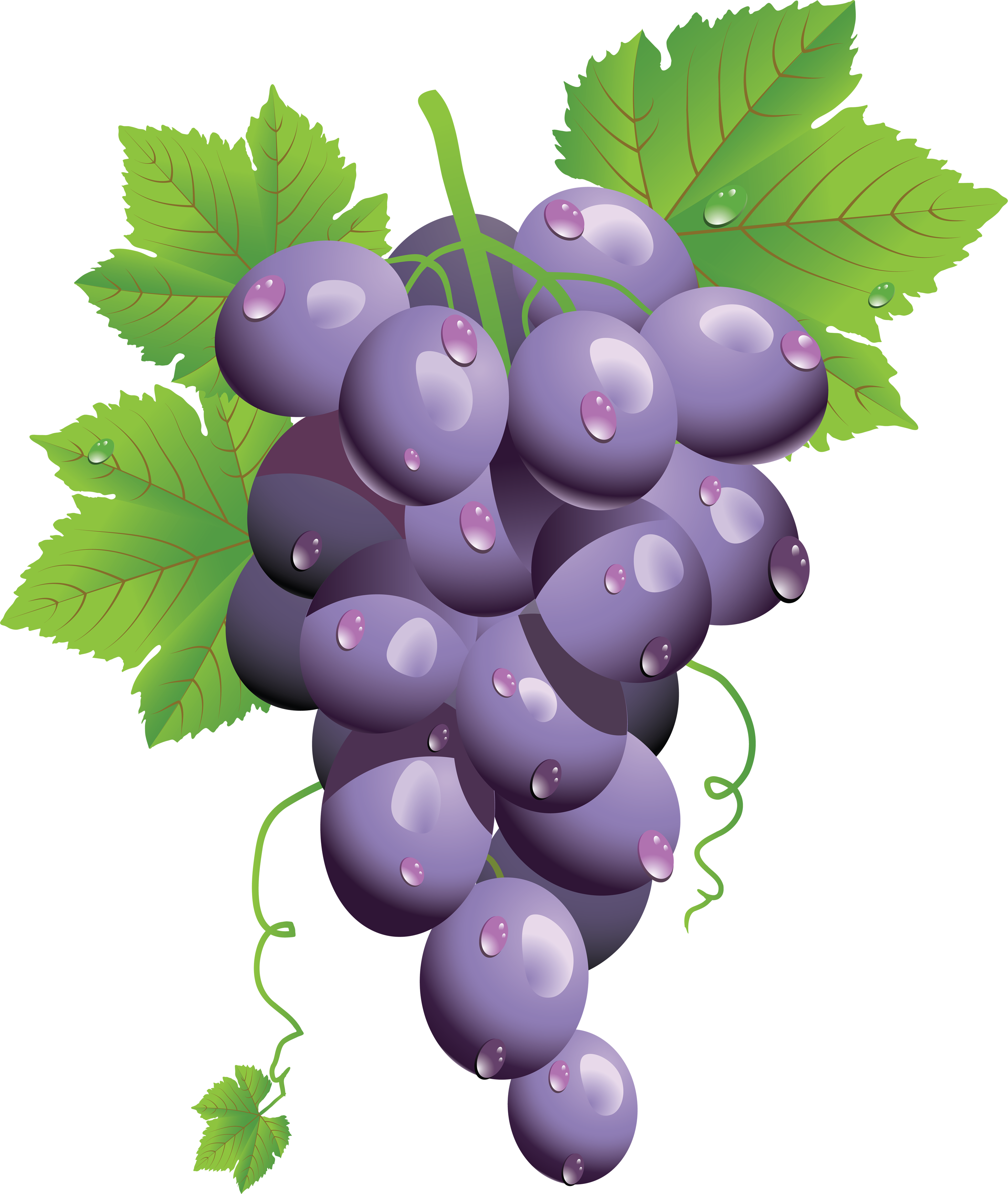 2976x3526 Collection Of Free Grape Vector Printable. Download On Ubisafe