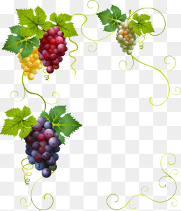 260x302 Grapes Border Png Images Vectors And Psd Files Free Download