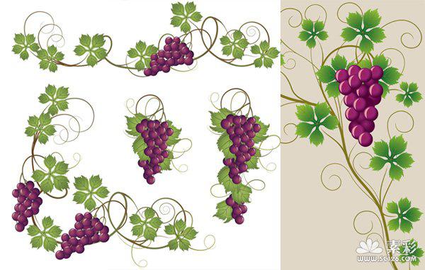 600x381 Purple Grape Bunch And Grape Leaf Vector Diagram [Eps]
