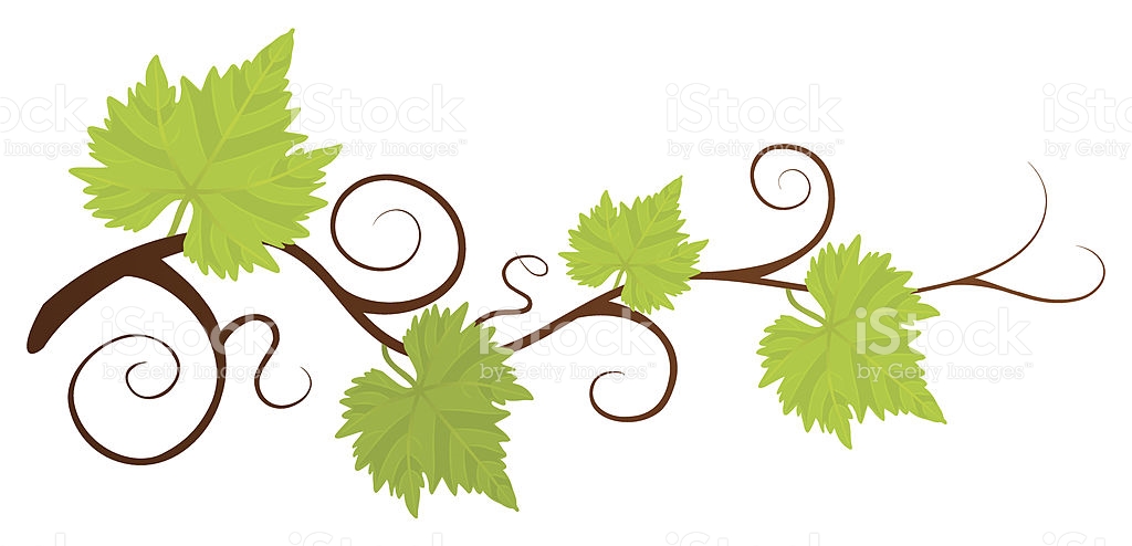 1024x494 Grapes Plant Clipart Amp Grapes Plant Clip Art Images