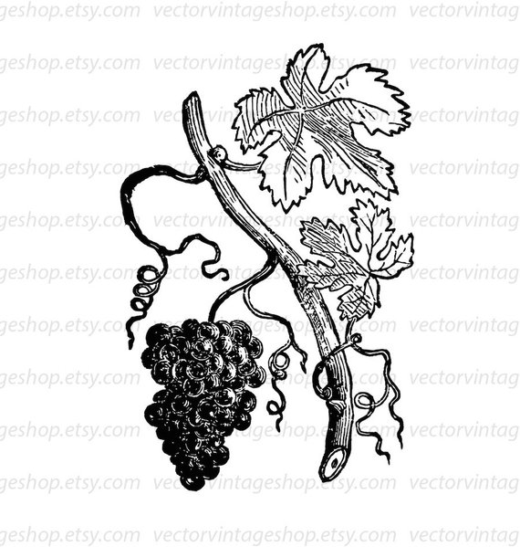 570x599 Grapevine Vector Instant Download Grape Leaves Vine Tendrils Etsy