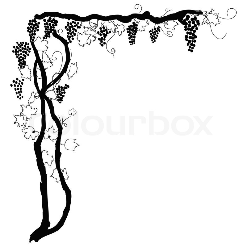 800x800 Grapevine Corner As Background Element Stock Vector Colourbox