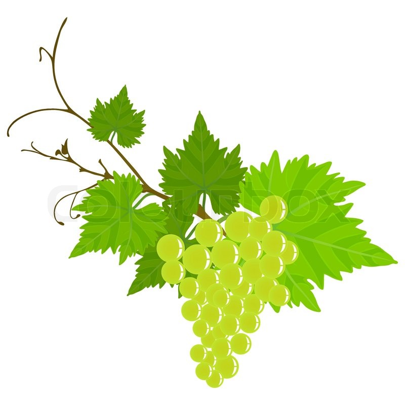800x800 Beautiful Green Grape Vine Stock Vector Colourbox
