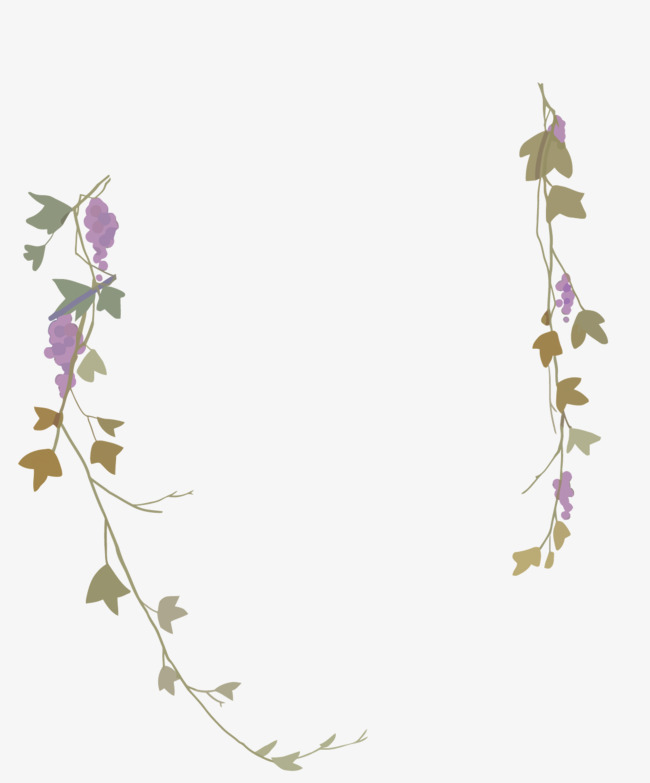 650x783 Vector Vine, Frame, Grape, Vine Vector Png And Vector For Free
