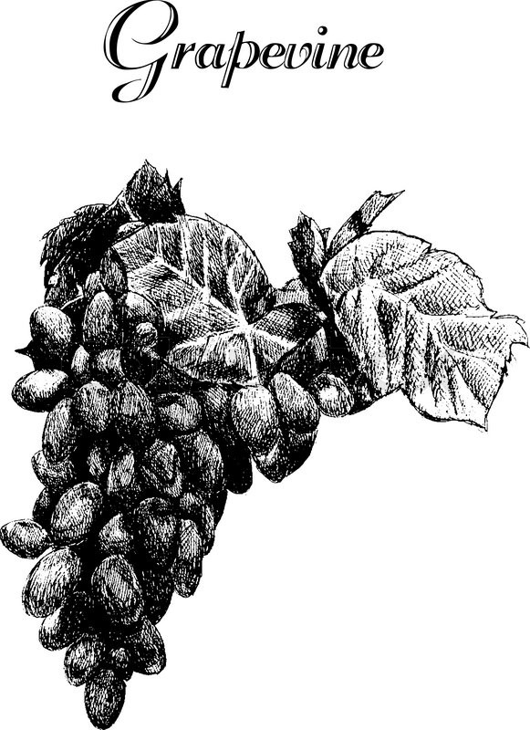 581x800 Vector Ink Hand Drawn Vintage Grapevine. Vintage Fruit