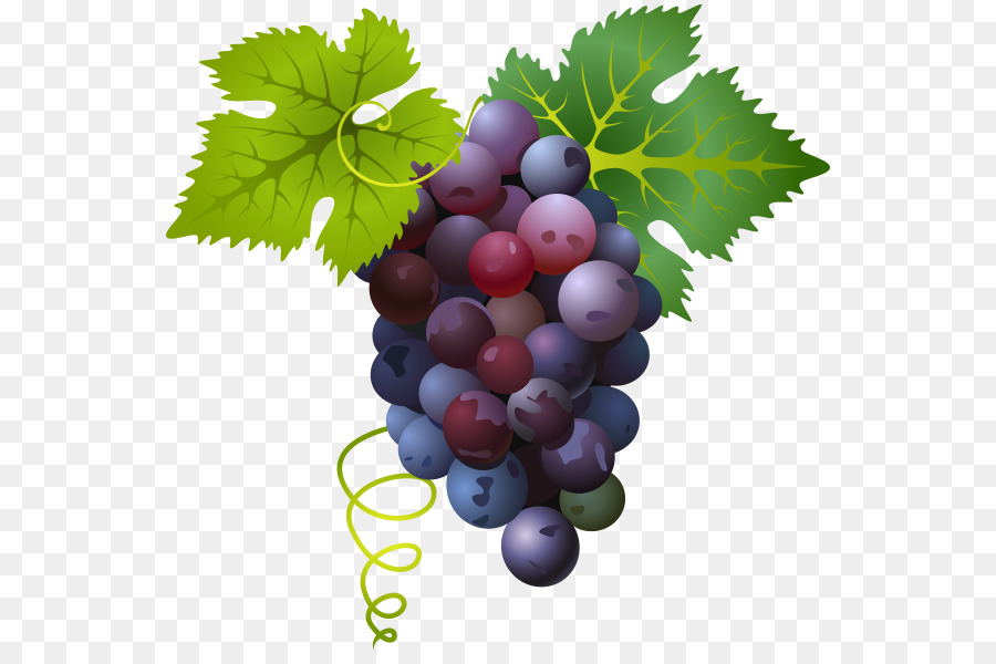 900x600 Common Grape Vine