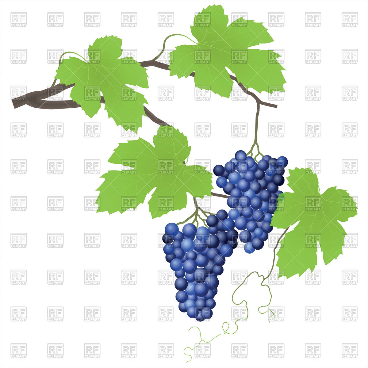 1200x1200 Decorative Grape Vine Vector Image Vector Artwork Of Plants And